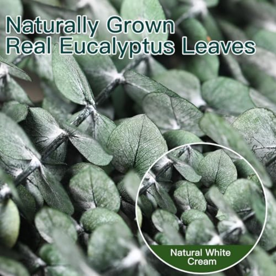 Dried Eucalyptus Stems for Sho - Home Fragrance Eucalyptus ulasan dan harga